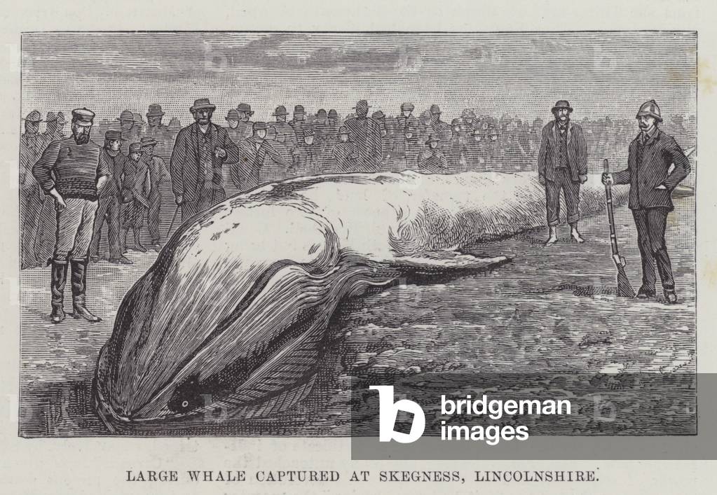 Large Whale captured at Skegness, Lincolnshire (engraving)