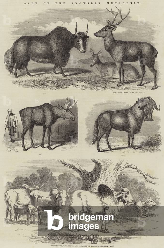 Sale of the Knowsley Menagerie (engraving)