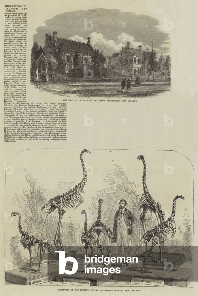 The Canterbury Museum, New Zealand (engraving)