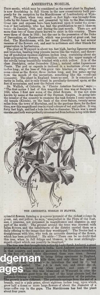 The Amherstia nobilis in Flower (engraving)