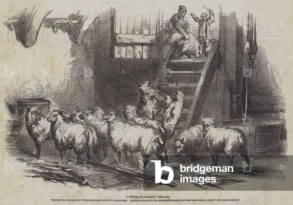 A Newgate Market Cellar (engraving)