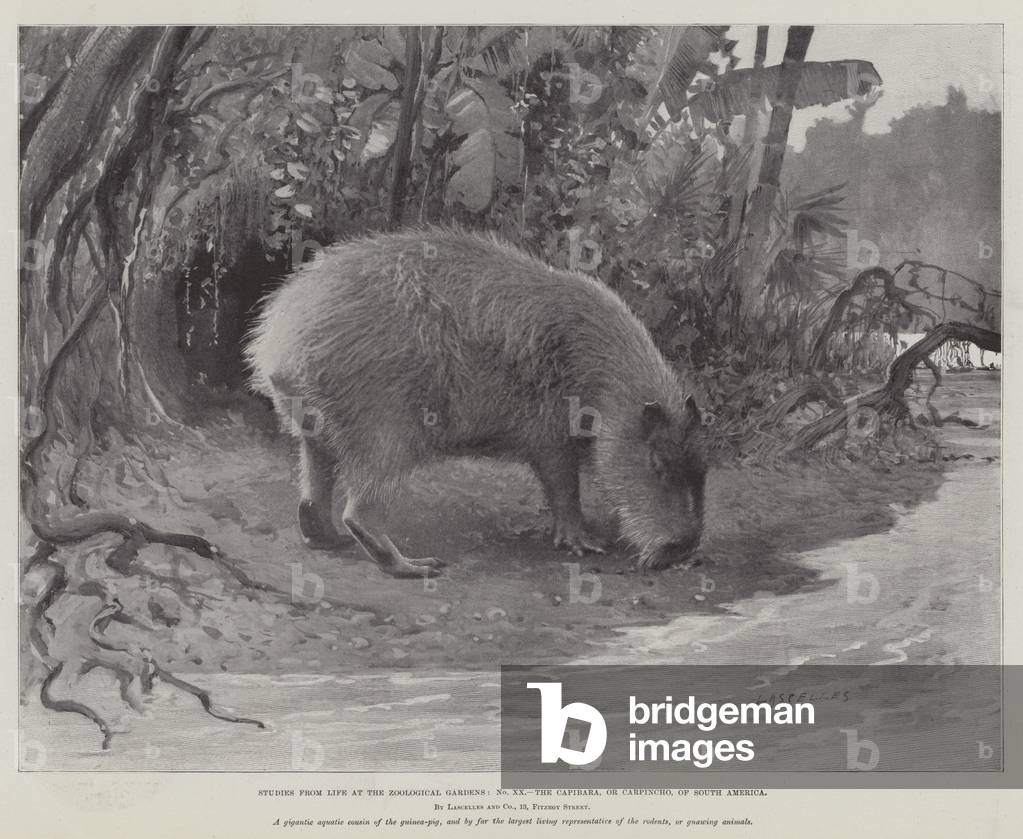 Studies from Life at the Zoological Gardens, the Capibara, or Carpincho, of South America (litho)