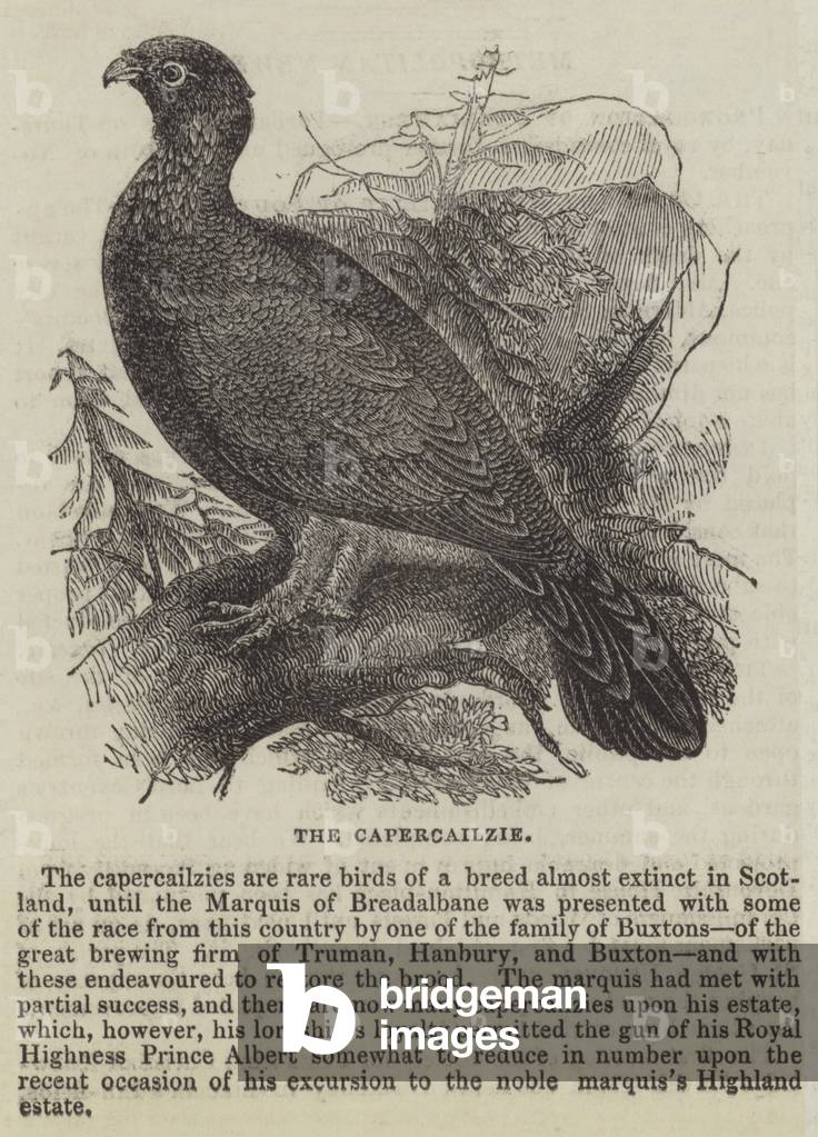 The Capercailzie (engraving)