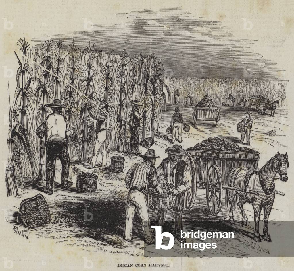 Indian Corn Harvest (engraving)