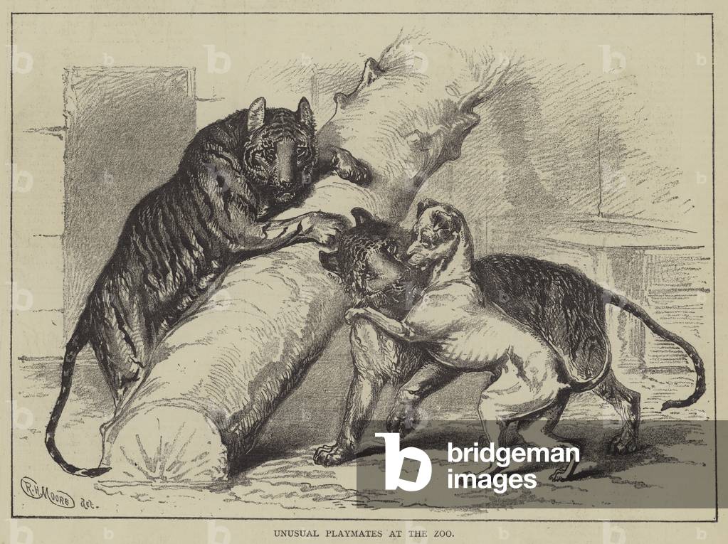 Unusual Playmates at the Zoo (engraving)