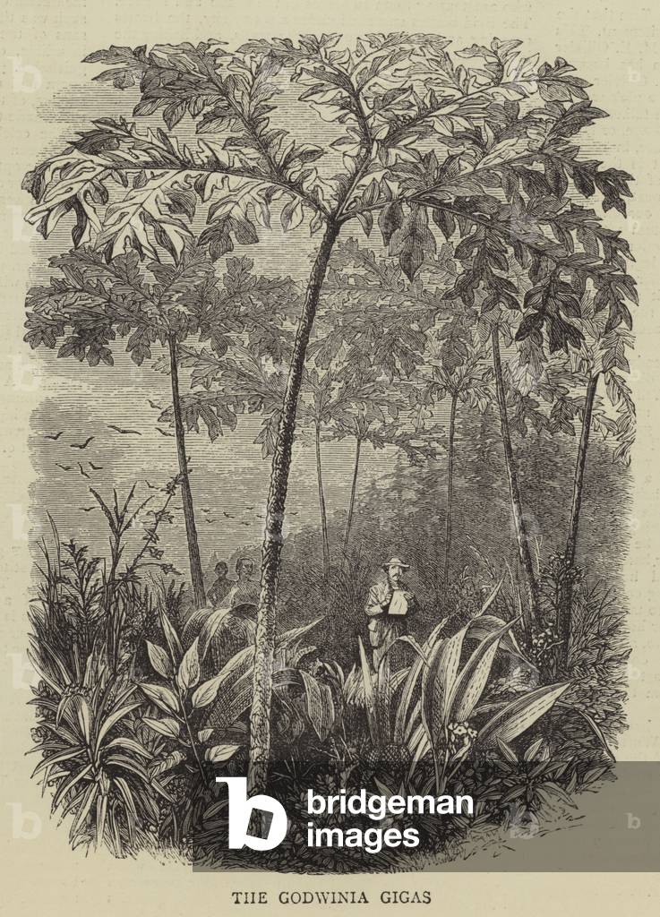 The Godwinia Gigas (engraving)