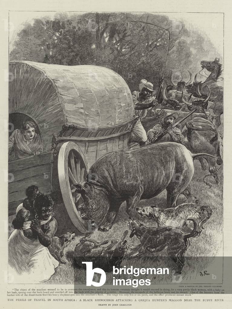 The Perils of Travel in South Africa, a Black Rhinoceros attacking a Griqua Hunter's Waggon near the Bubye River (engraving)
