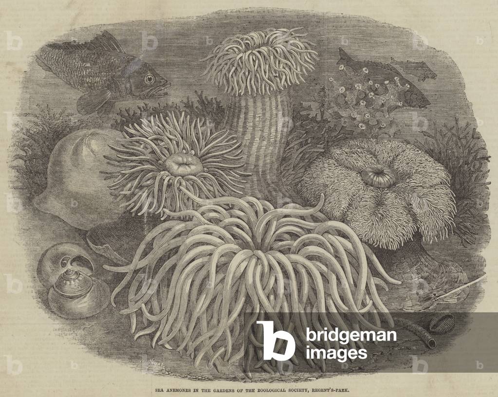 Sea Anemones in the Gardens of the Zoological Society, Regent's-Park (engraving)