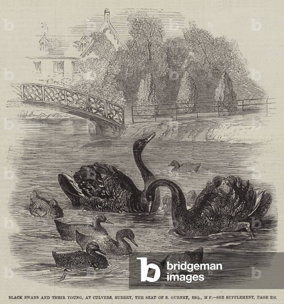 Black Swans and their Young, at Culvers, Surrey, the Seat of S Gurney, Esquire, MP (engraving)