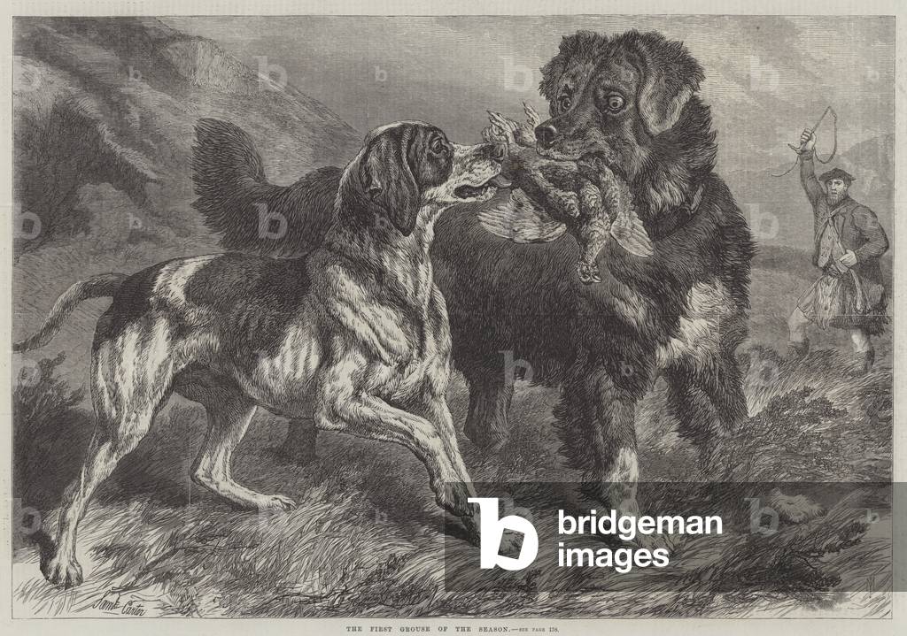 The First Grouse of the Season (engraving)