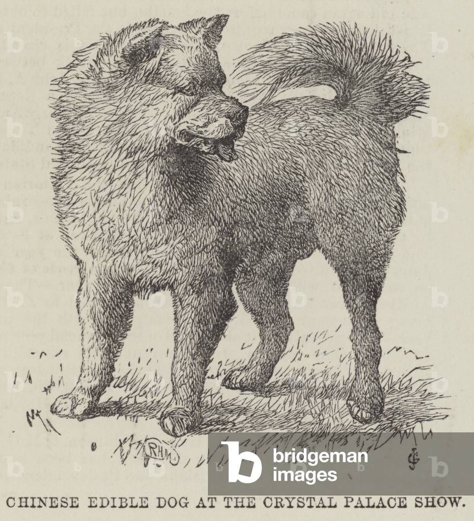 Chinese Edible Dog at the Crystal Palace Show (engraving)