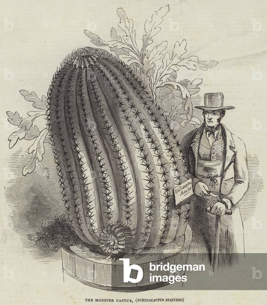 The Monster Cactus, Echinocactus Stainesii (engraving)