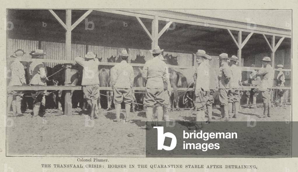 The Transvaal Crisis, Horses in the Quarantine Stable after Detraining (b/w photo)