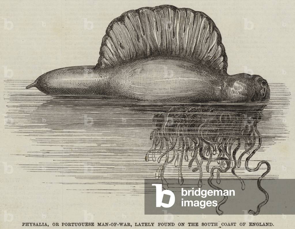 Physalia, or Portuguese Man-of-War, lately found on the South Coast of England (engraving)
