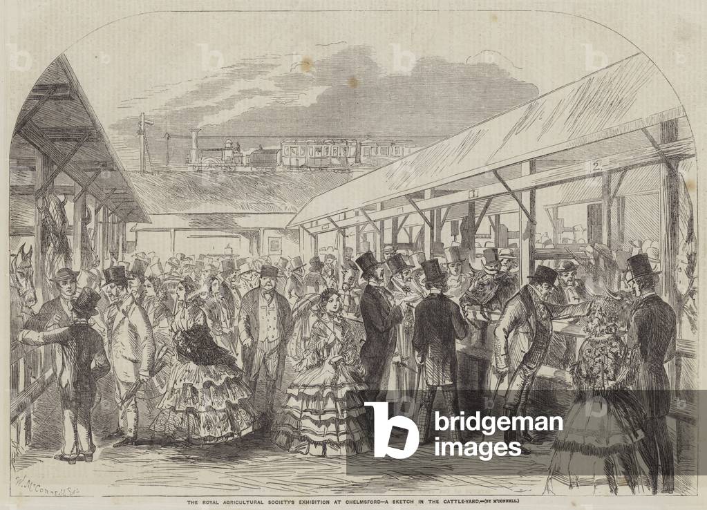 The Royal Agricultural Society's Exhibition at Chelmsford, a Sketch in the Cattle-Yard (engraving)