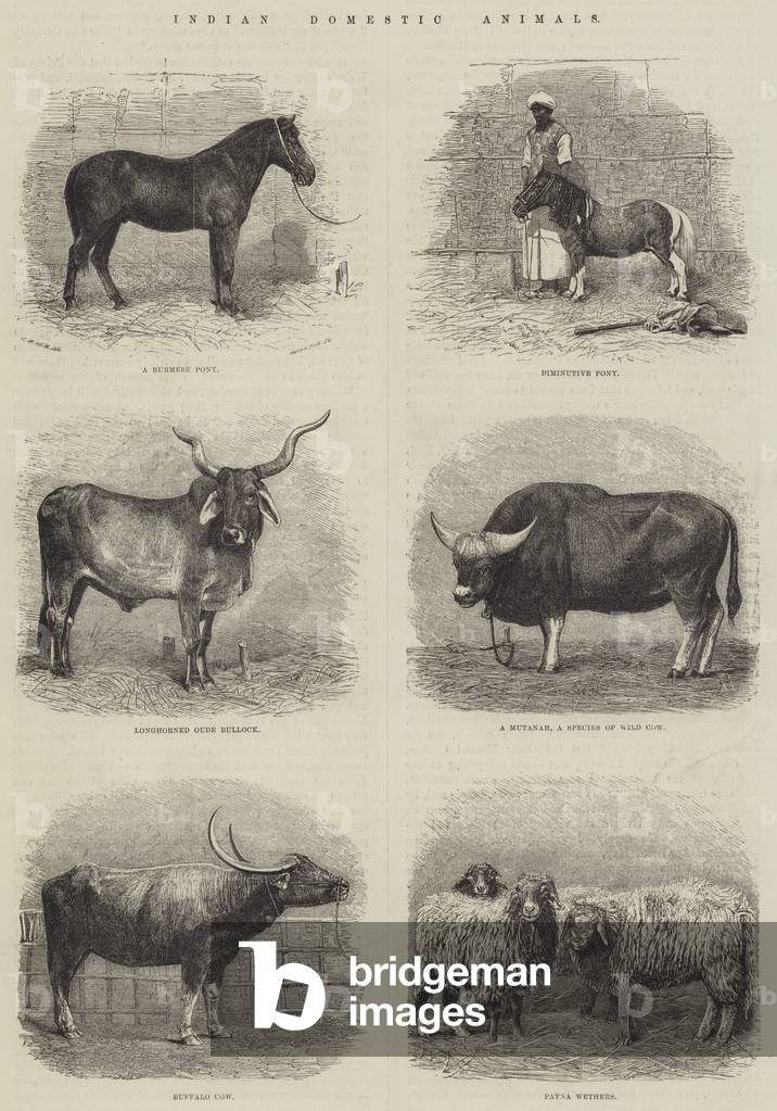 Indian Domestic Animals (engraving)
