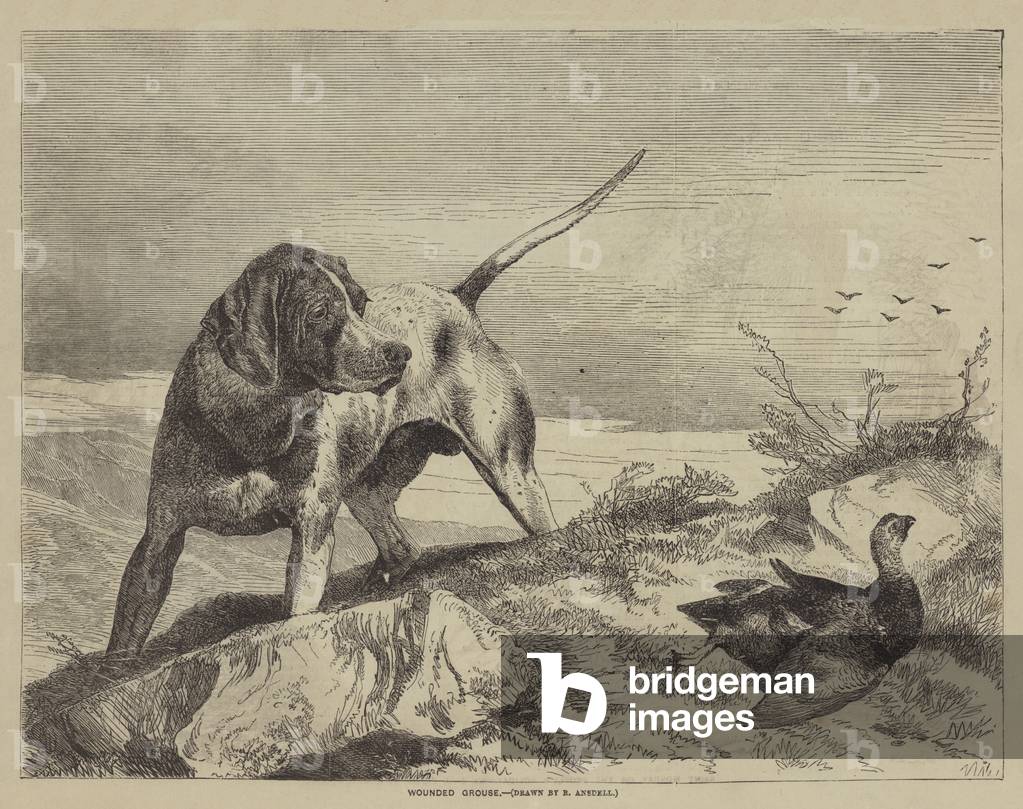 Wounded Grouse (engraving)