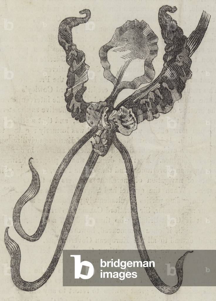 Oncidium Papilio (engraving)