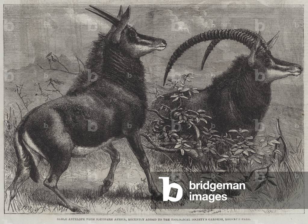 Sable Antelope from Southern Africa, recently added to the Zoological Society's Gardens, Regent's Park (engraving)