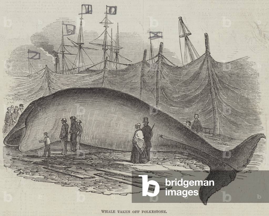 Whale taken off Folkestone (engraving)