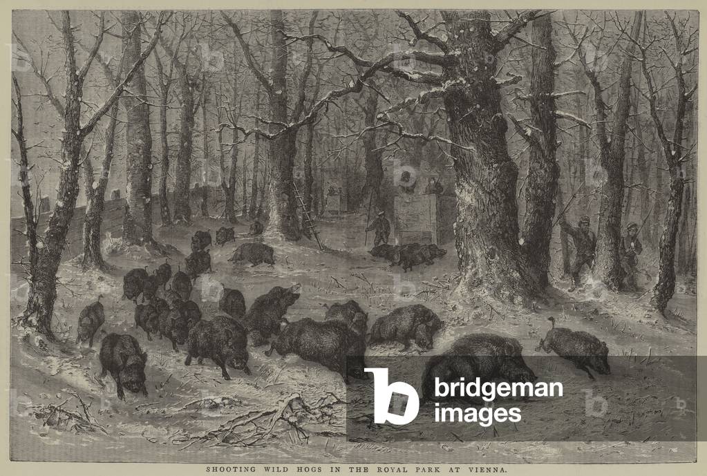Shooting Wild Hogs in the Royal Park at Vienna (engraving)