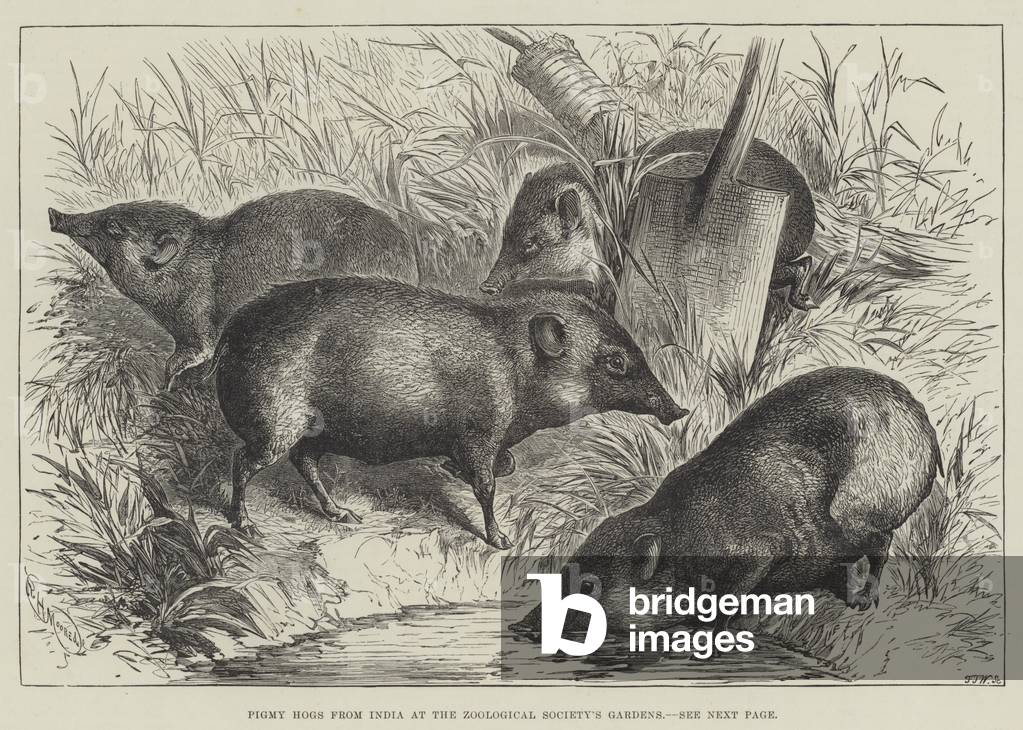 Pigmy Hogs from India at the Zoological Society's Gardens (engraving)