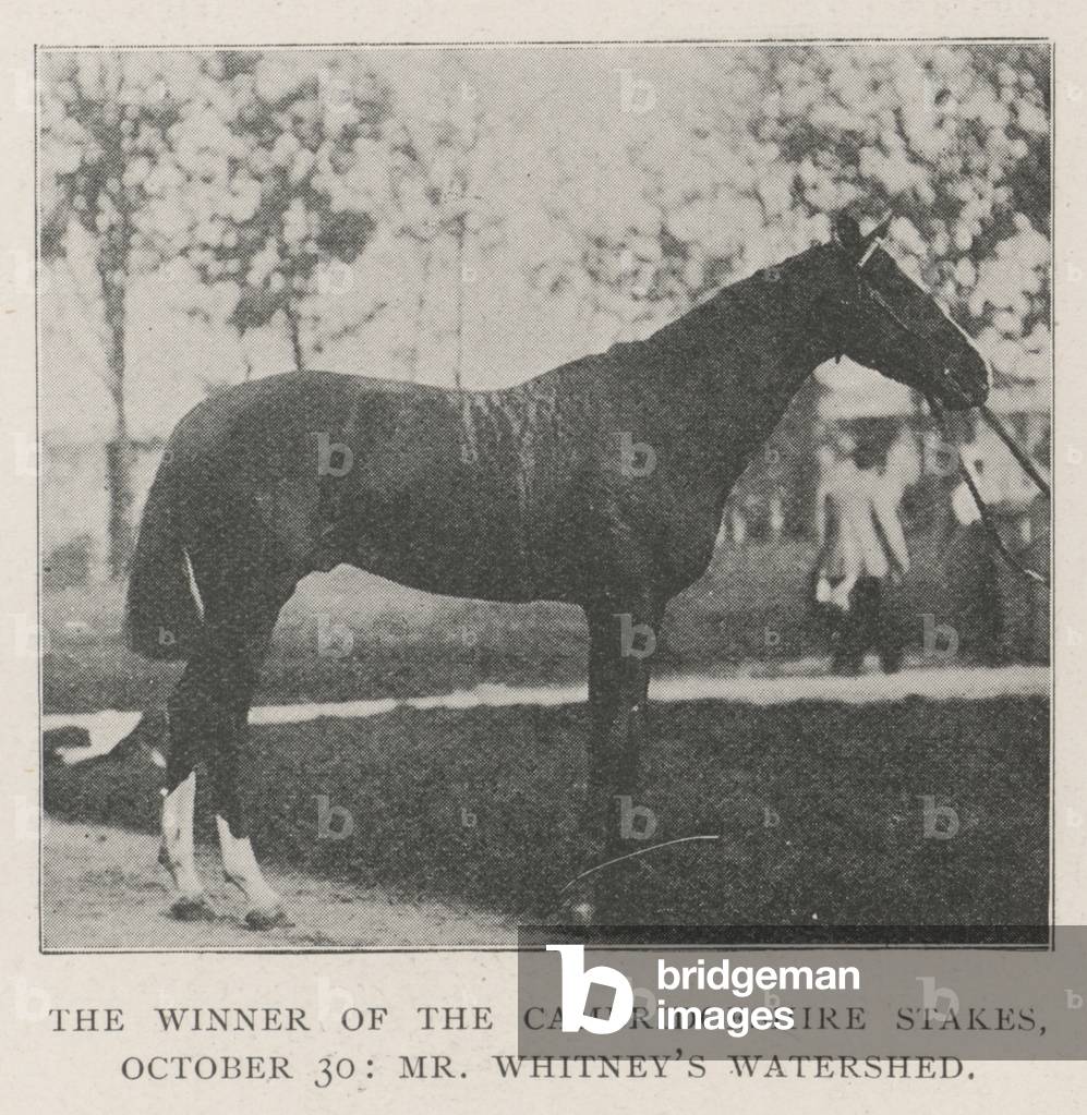 The Winner of the Cambridgeshire Stakes, 30 October, Mr Whitney's Watershed (b/w photo)
