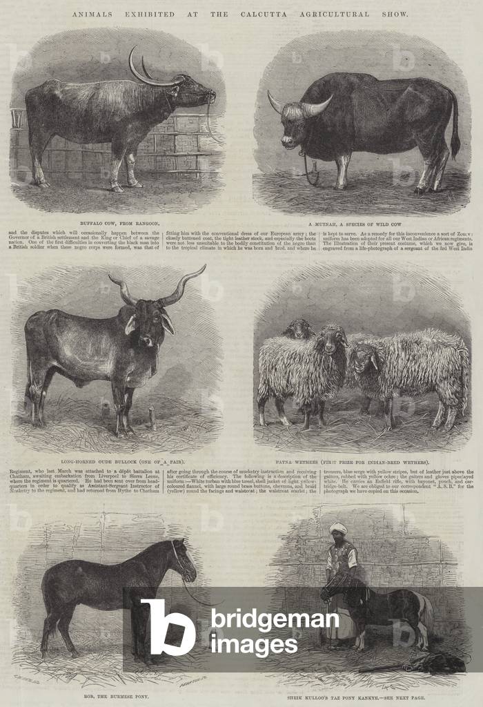 Animals exhibited at the Calcutta Agricultural Show (engraving)