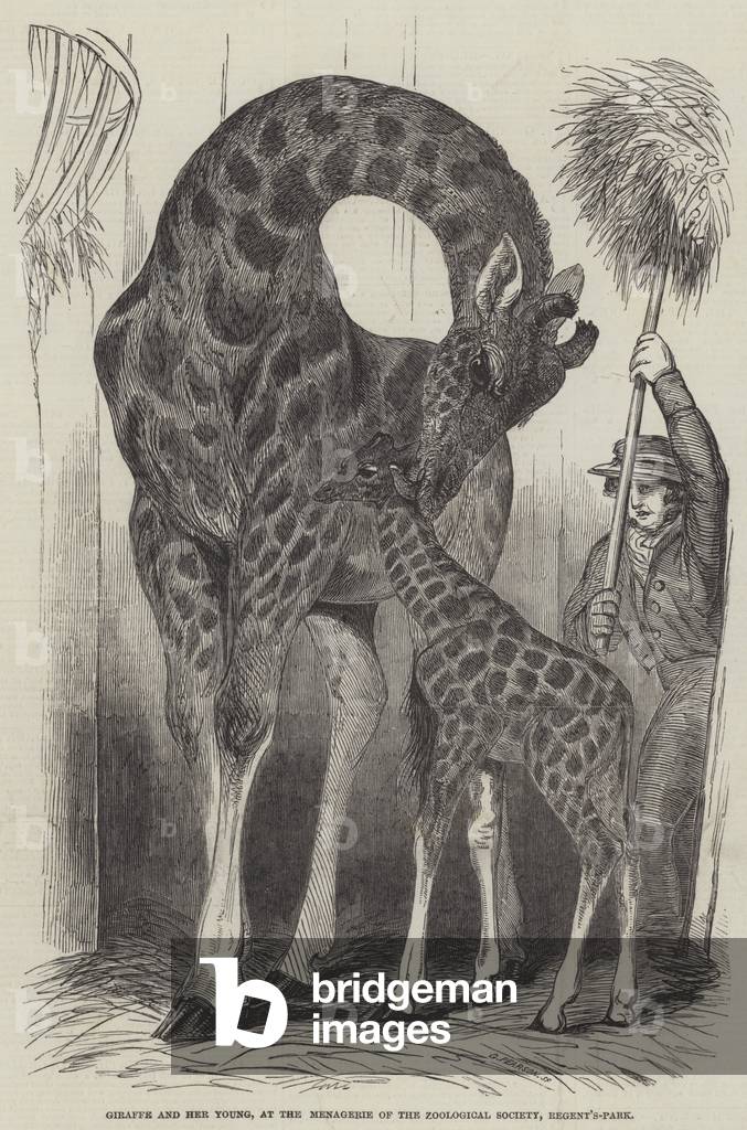 Giraffe and her Young, at the Menagerie of the Zoological Society, Regent's-Park (engraving)