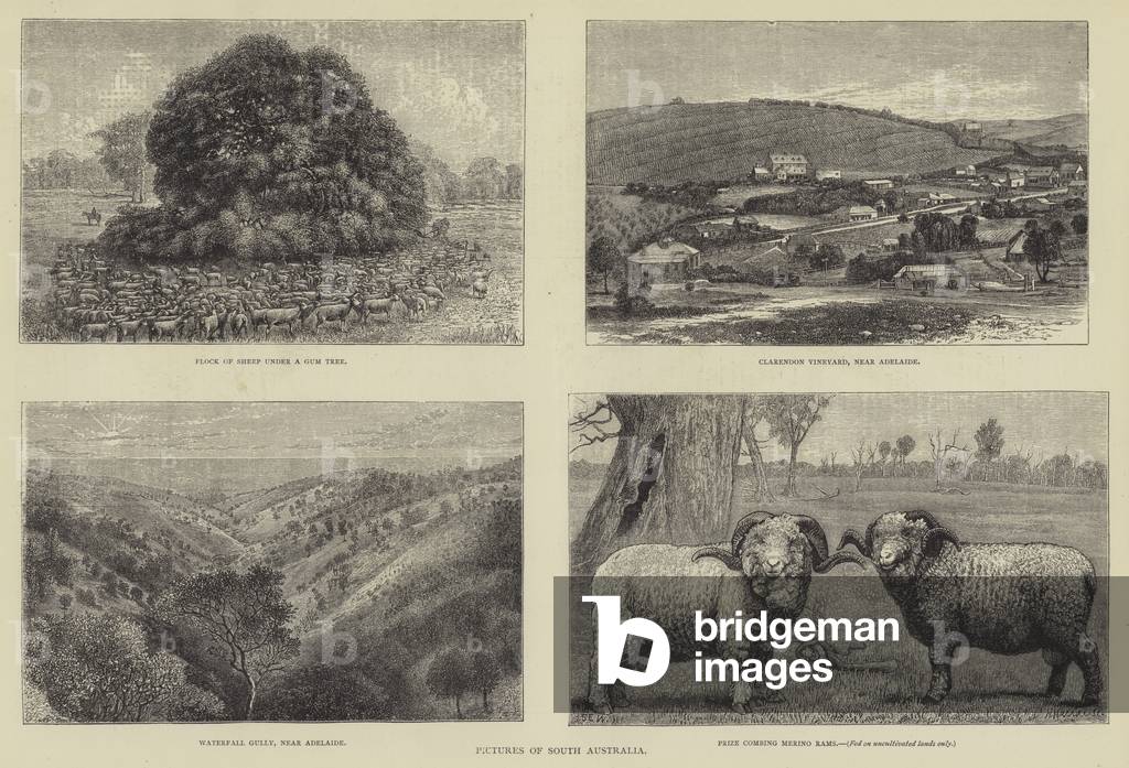 Pictures of South Australia (engraving)