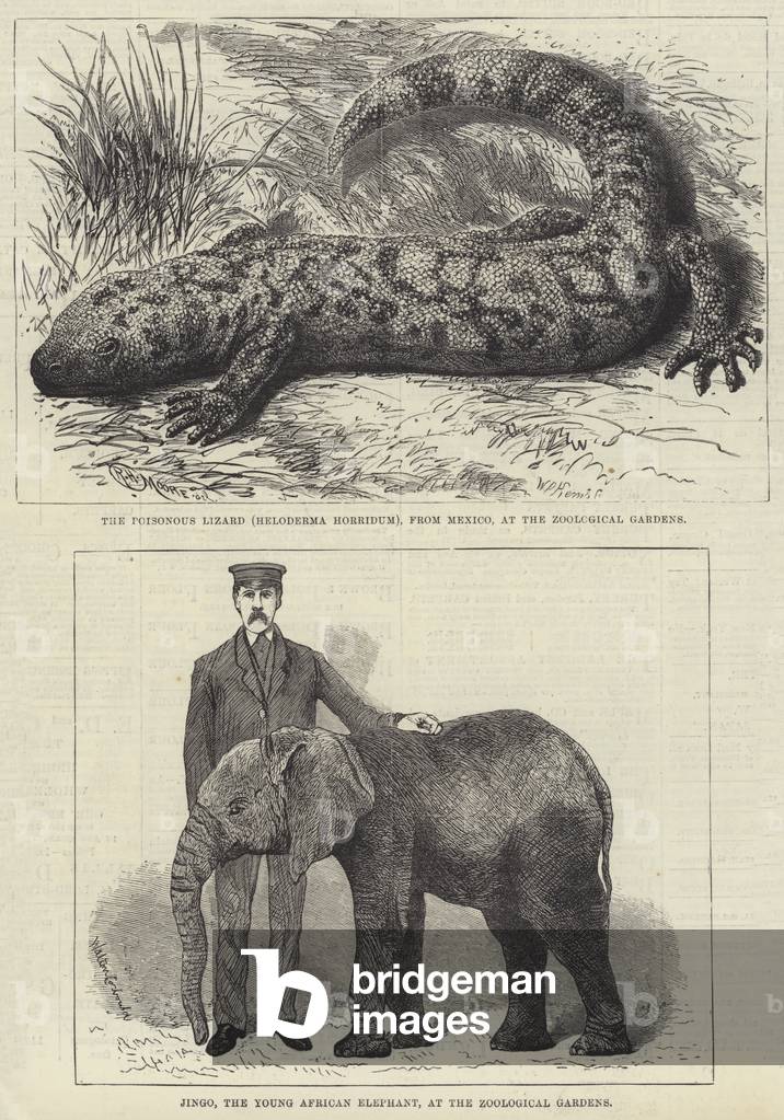 Residents of London Zoo (engraving)