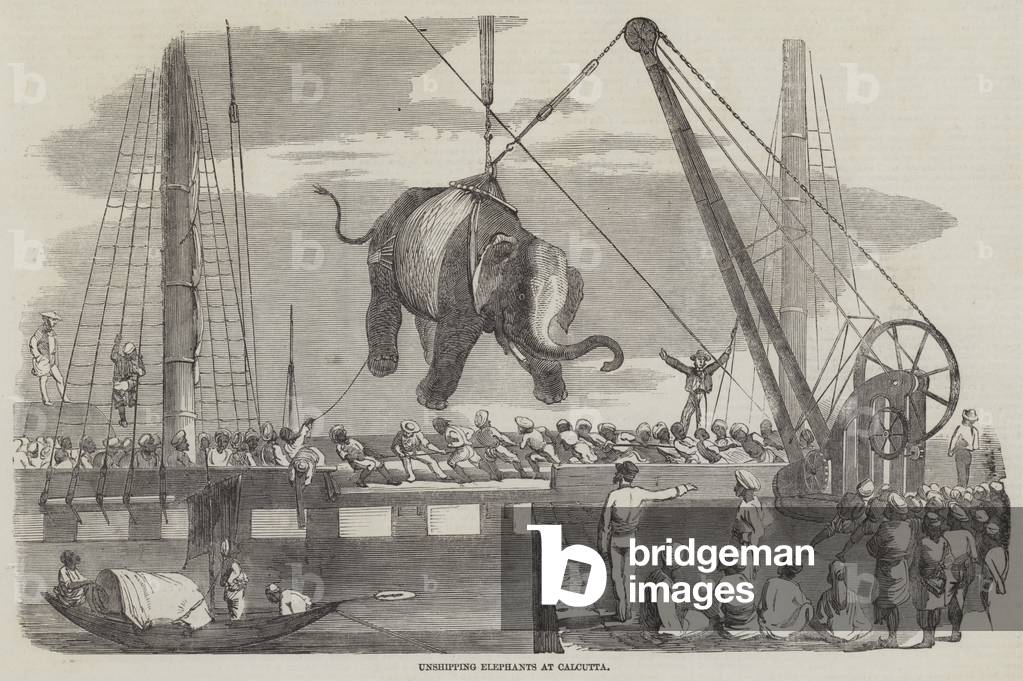 Unshipping Elephants at Calcutta (engraving)