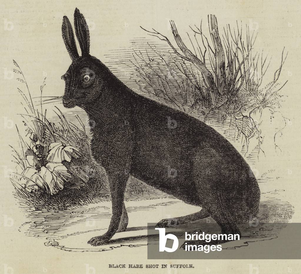 Black Hare shot in Suffolk (engraving)