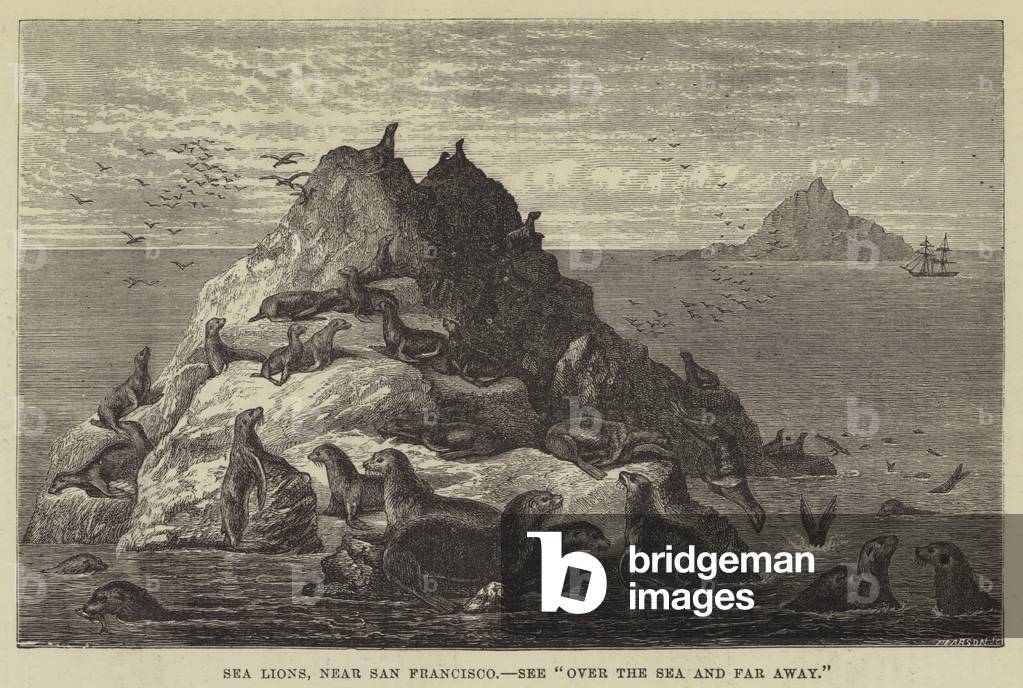 Sea Lions, near San Francisco (engraving)