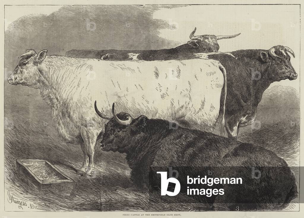 Prize Cattle at the Smithfield Club Show (engraving)
