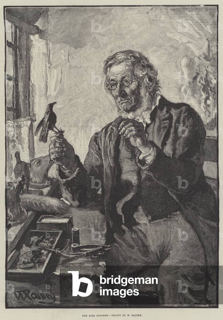 The Bird Stuffer (engraving)