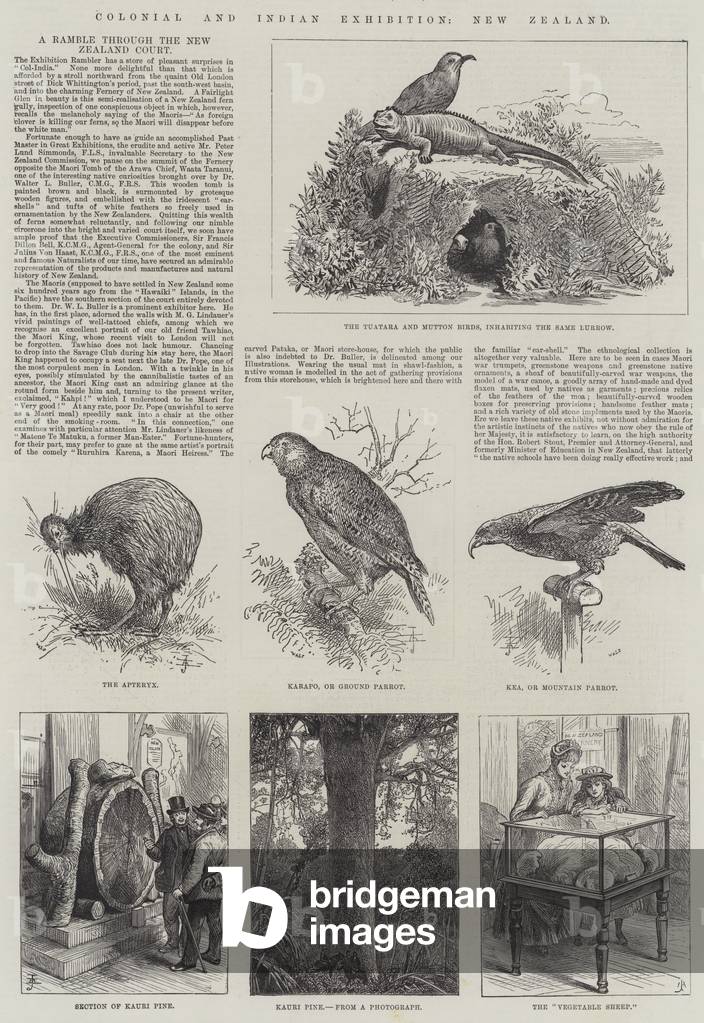 Colonial and Indian Exhibition, New Zealand (engraving)