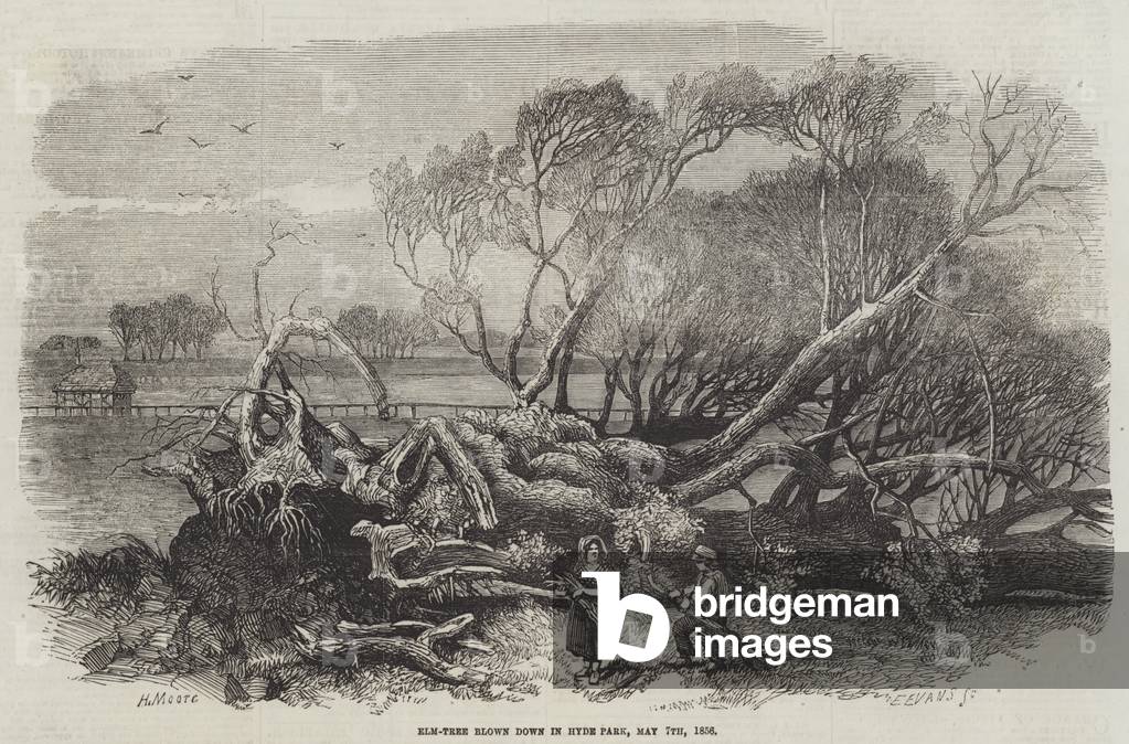 Elm-Tree blown down in Hyde Park, 7 May 1856 (engraving)