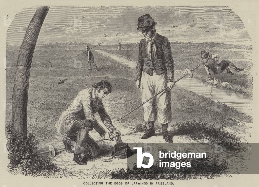 Collecting the Eggs of Lapwings in Friesland (engraving)