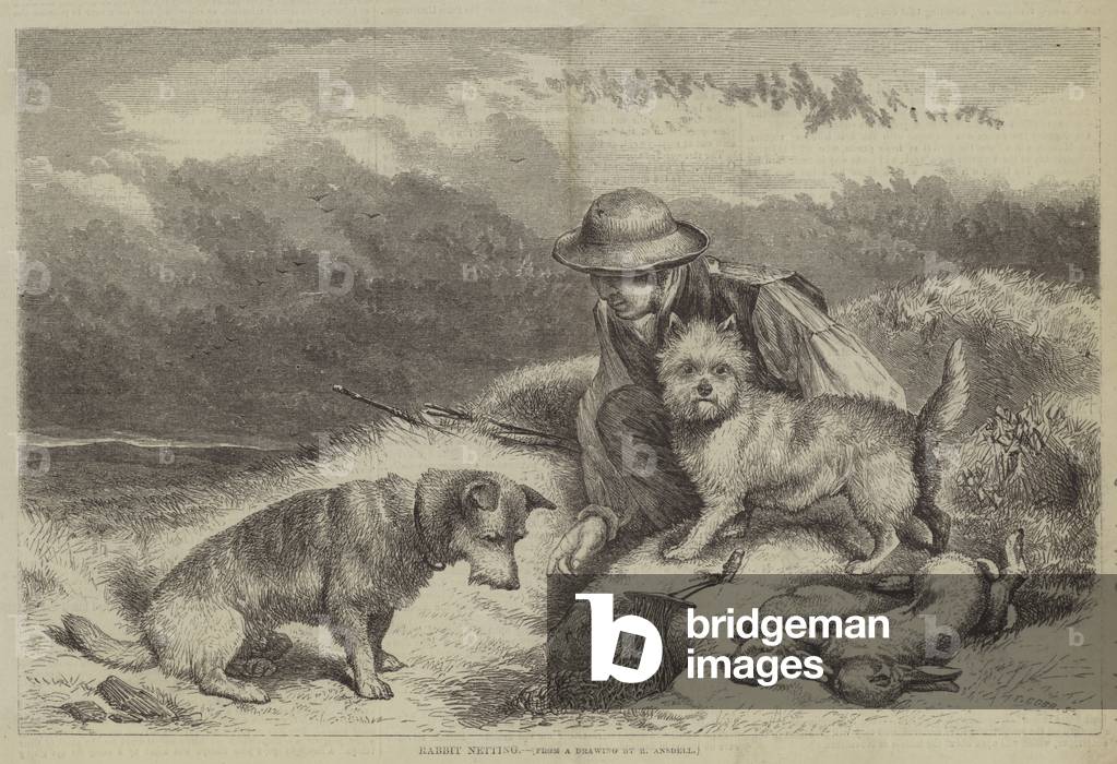 Rabbit Netting (engraving)
