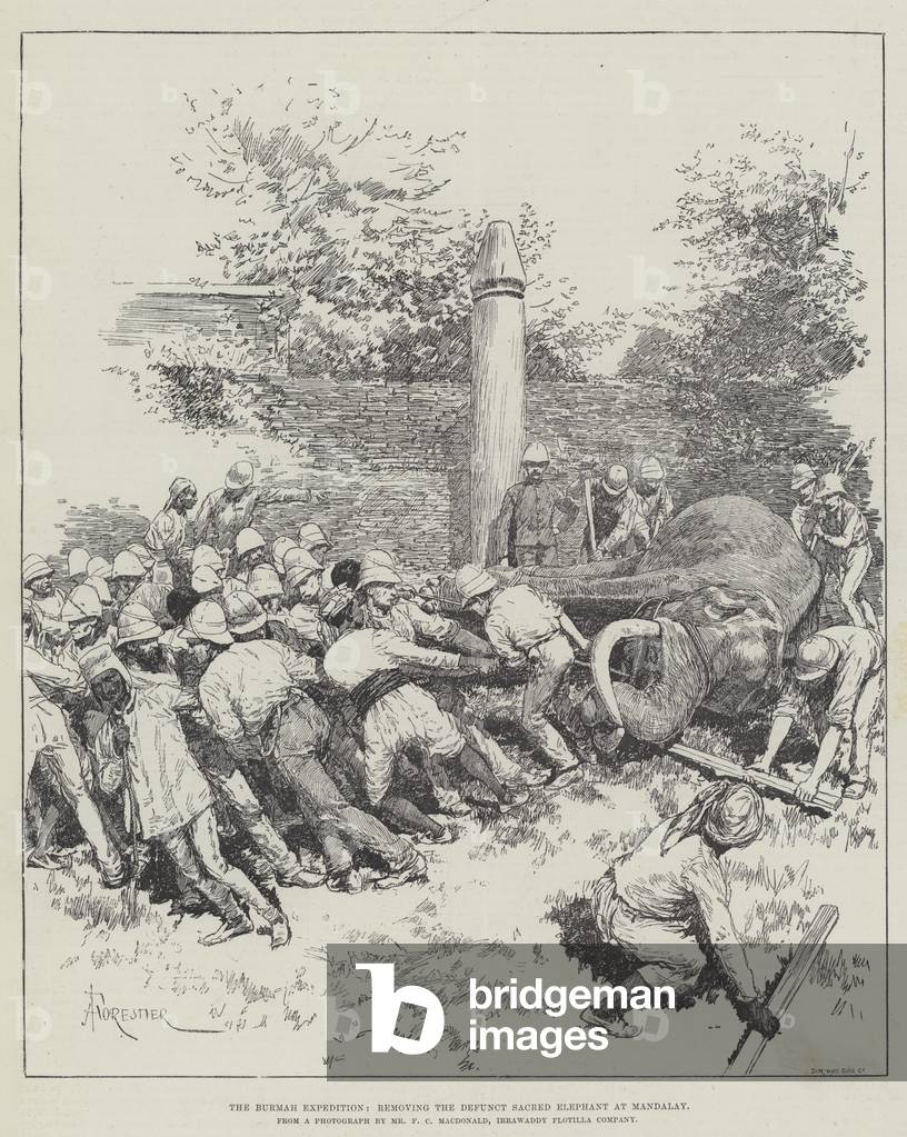 The Burmah Expedition, removing the Defunct Sacred Elephant at Mandalay (engraving)