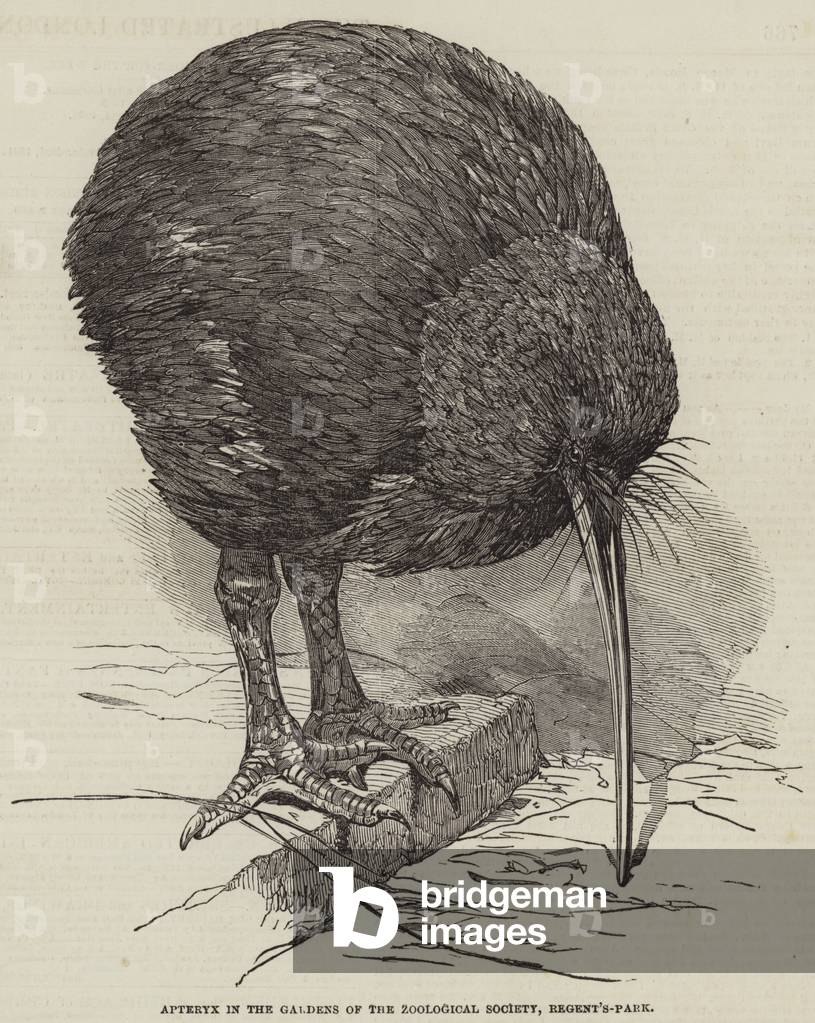 Apteryx in the Gardens of the Zoological Society, Regent's Park (engraving)
