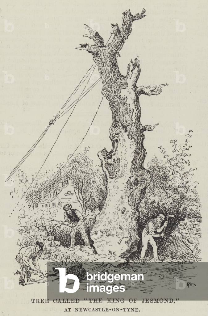 Tree called 