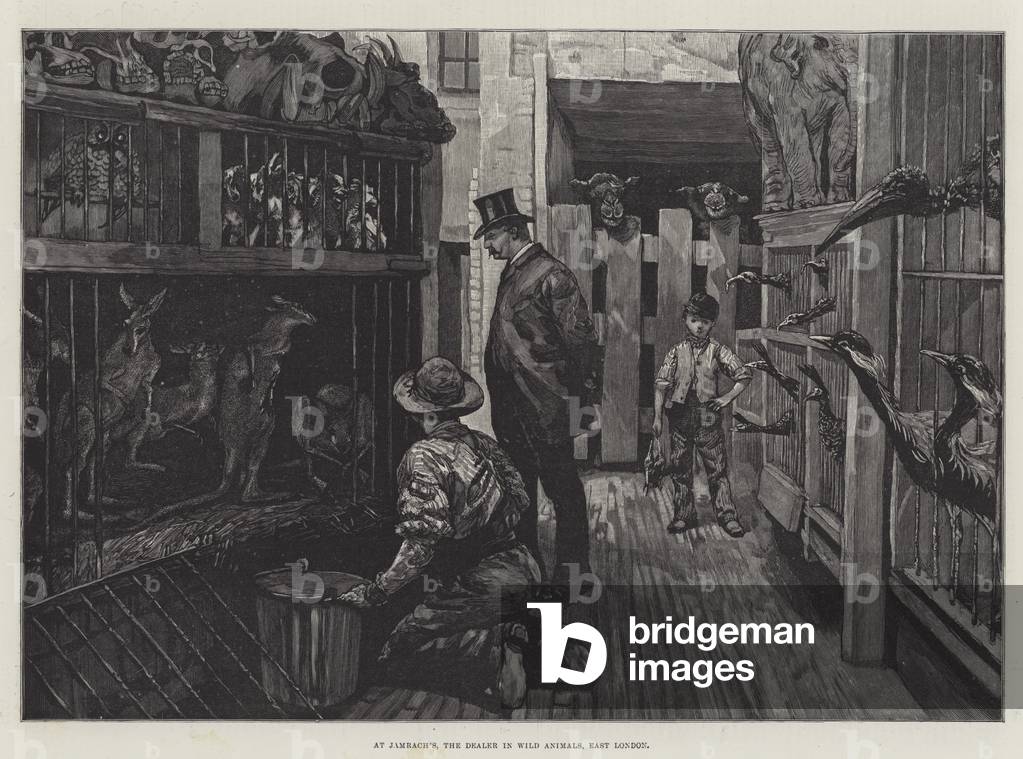 At Jamrach's, the Dealer in Wild Animals, East London (engraving)