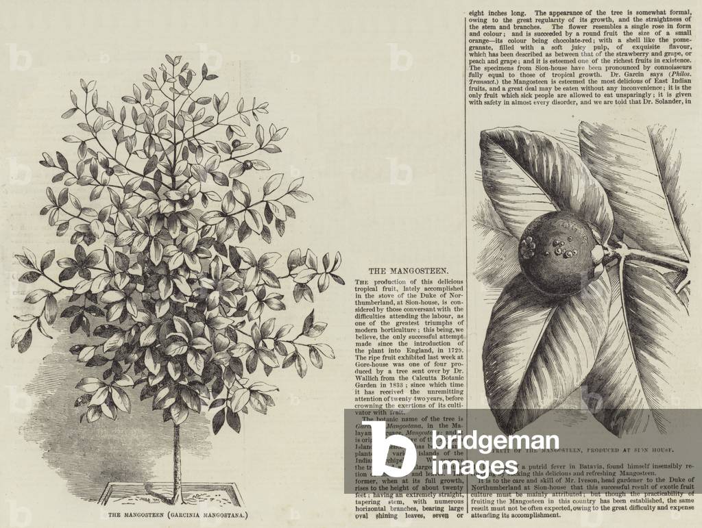 The Mangosteen (engraving)