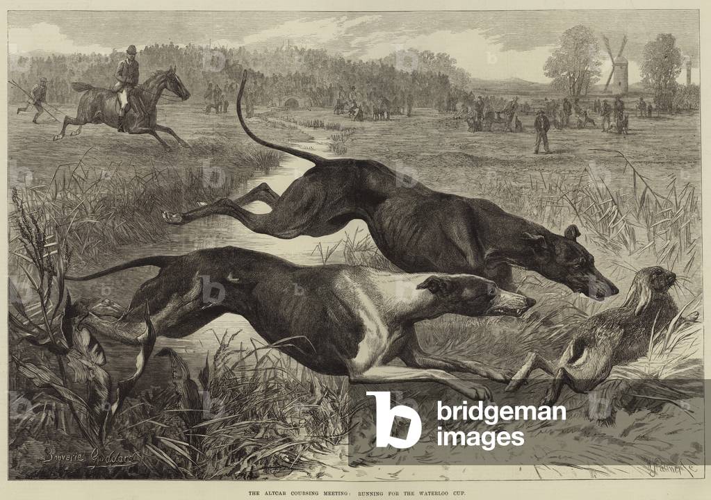 The Altcar Coursing Meeting, running for the Waterloo Cup (engraving)