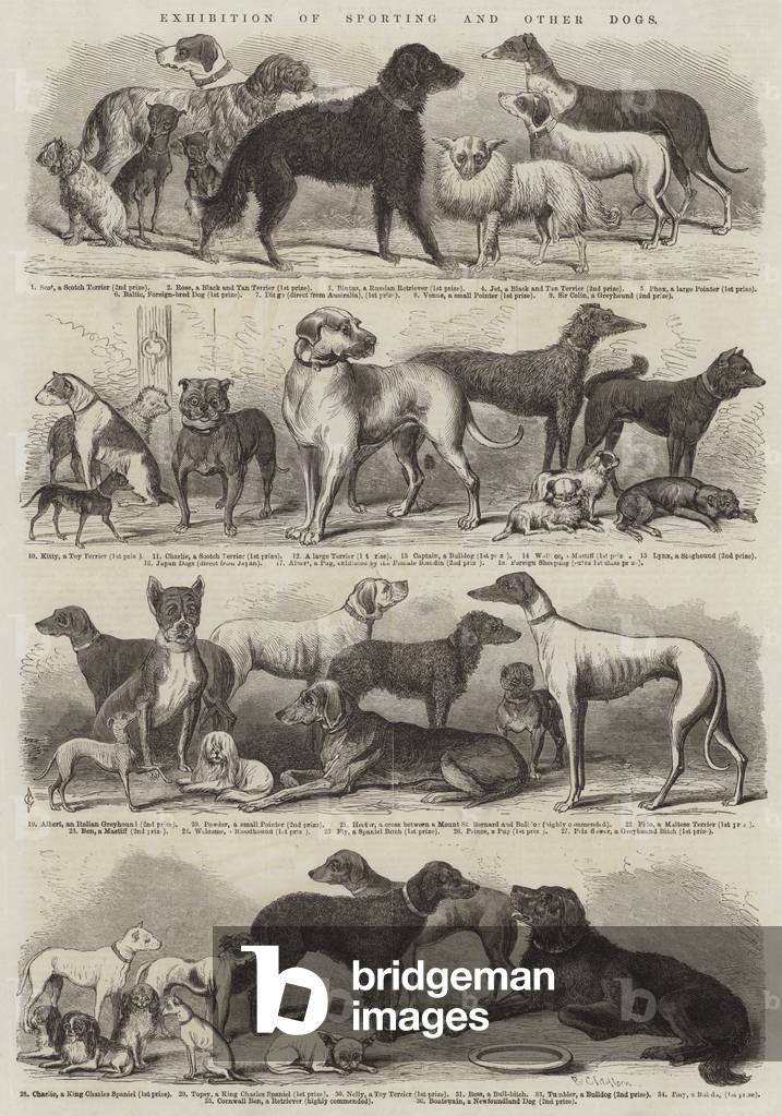 Exhibition of Sporting and Other Dogs (engraving)