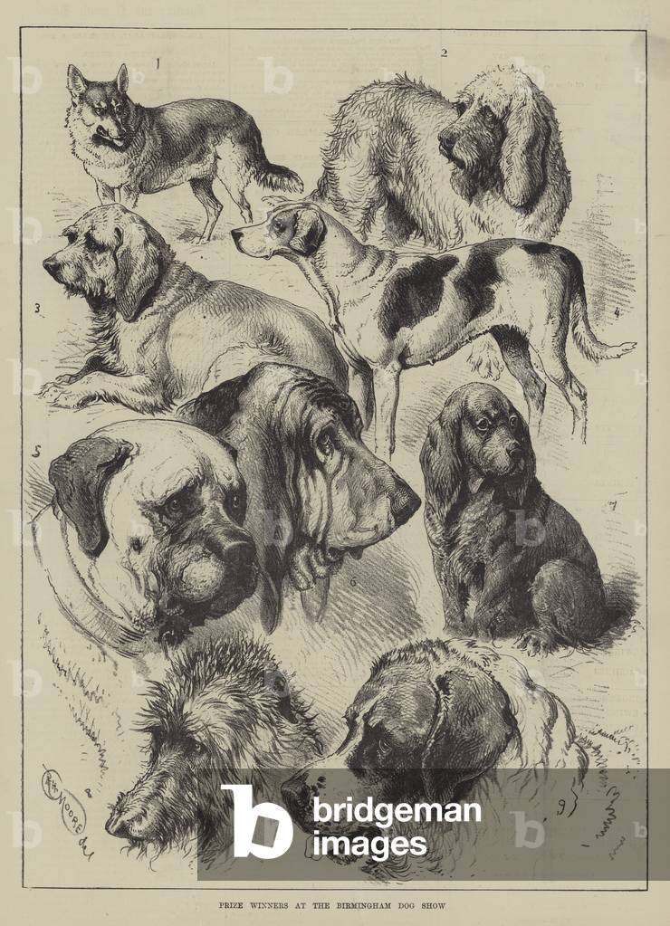 Prize Winners at the Birmingham Dog Show (engraving)