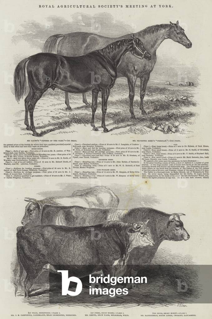 Royal Agricultural Society's Meeting, at York (engraving)