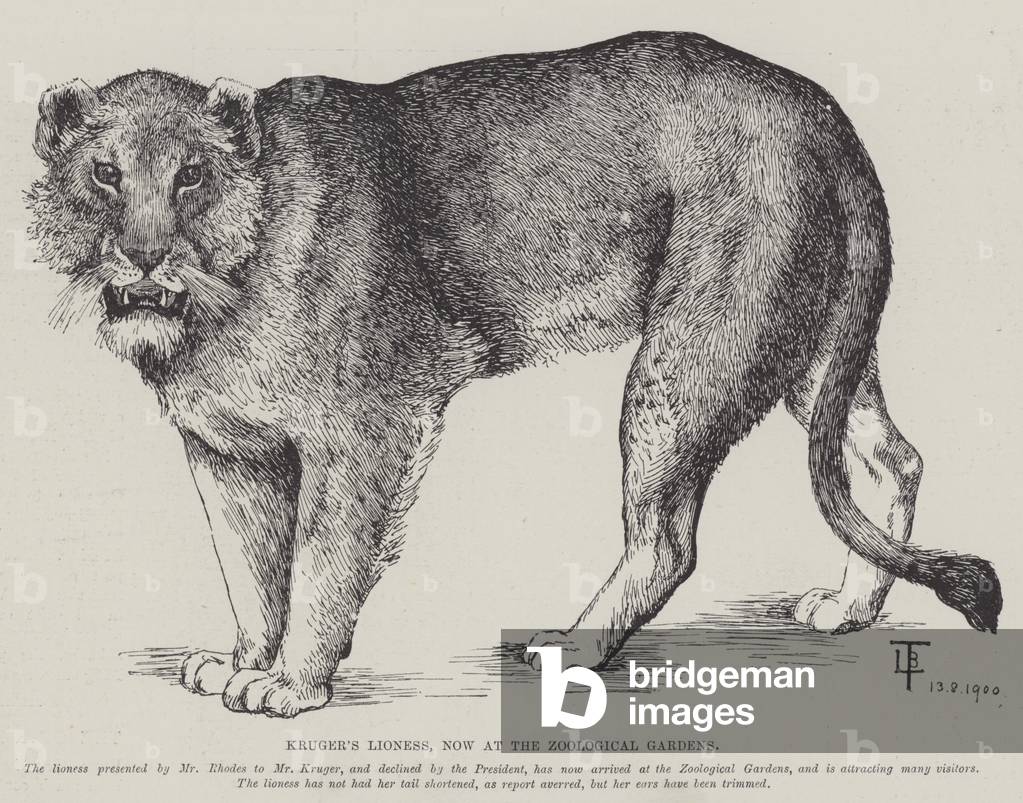Kruger's Lioness, now at the Zoological Gardens (engraving)